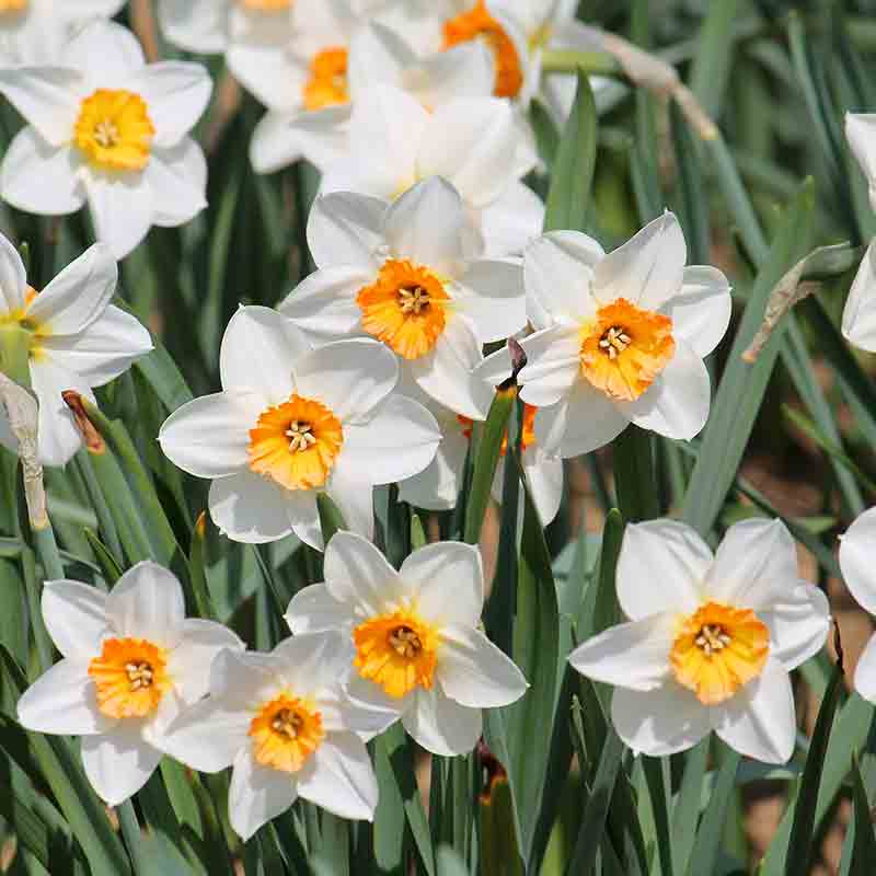 Narcisse