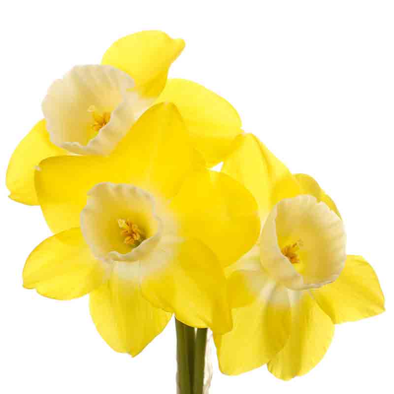 Narcisse – Image 2