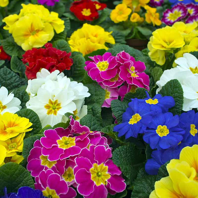 Primevère des jardins – Image 2