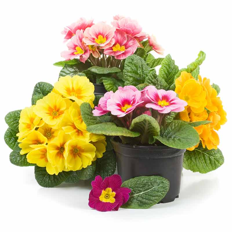 Primevère des jardins – Image 4