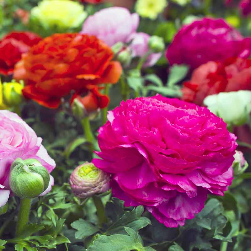Renoncule des jardins – Image 3