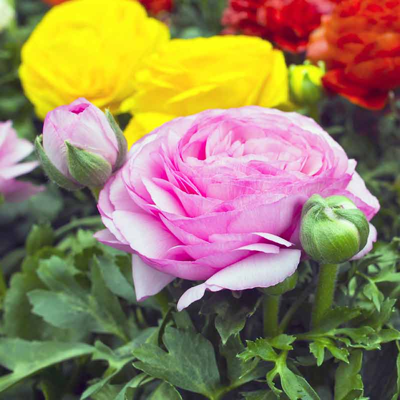 Renoncule des jardins – Image 2