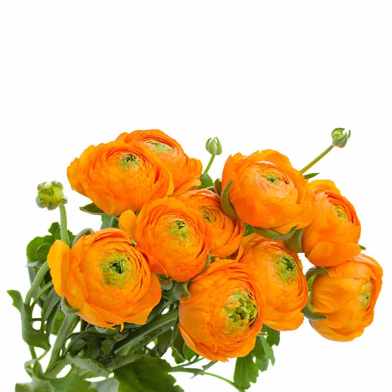 Renoncule des jardins – Image 4