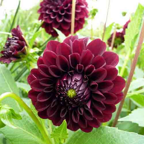 Dahlia – Image 7