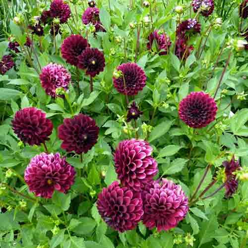 Dahlia – Image 2