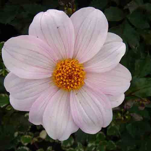 Dahlia – Image 6