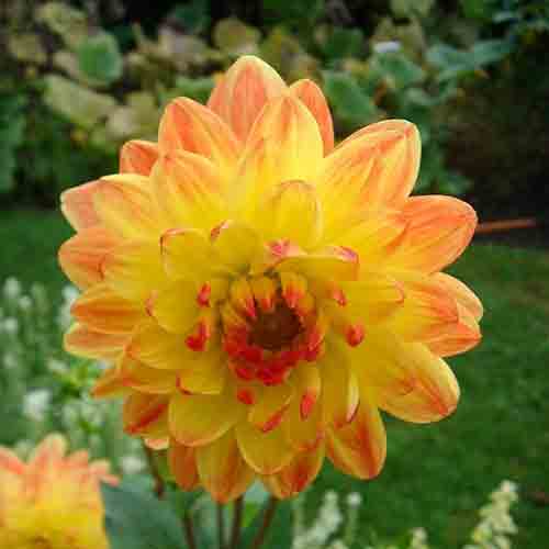 Dahlia – Image 5