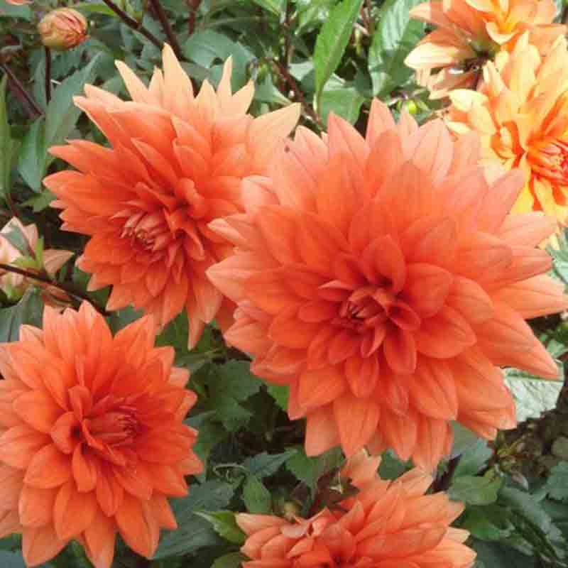 Dahlia – Image 4