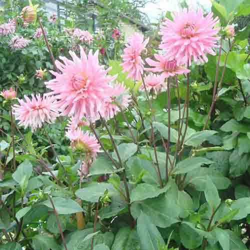 Dahlia – Image 11