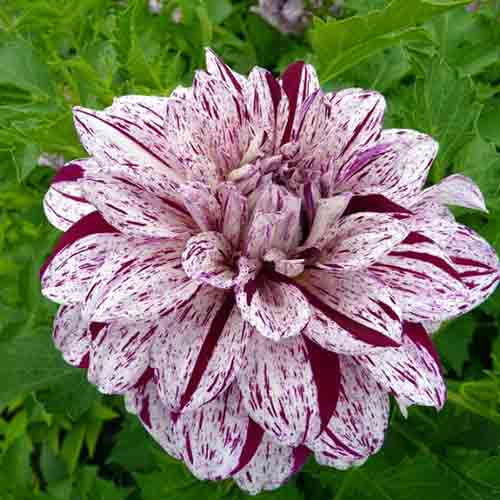 Dahlia – Image 10