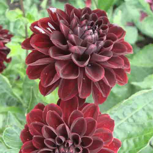 Dahlia – Image 9