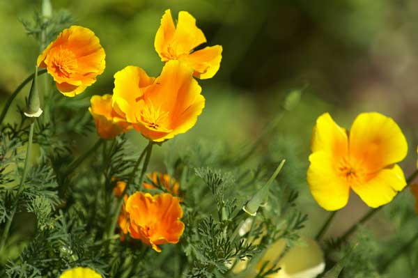 Pavot de californie – Image 3