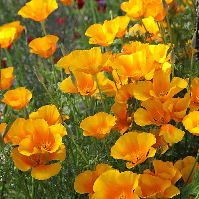 Pavot de californie – Image 2