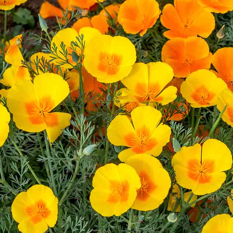 Pavot de californie