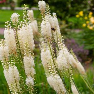 Actaea racemosa 'Atropurpurea' - Actée pourpre
