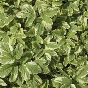 Aegopodium podagraria 'Variegatum' - Herbe-aux-goutteux panachée