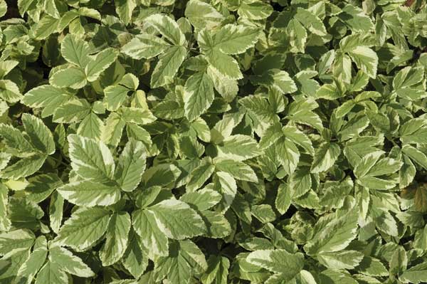 Aegopodium podagraria 'Variegatum' - Herbe-aux-goutteux panachée