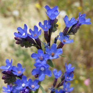 Anchusa azure 'Loddon Royalist' - Blugosse 'London Royalist'