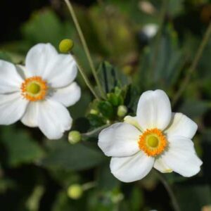 Anemone 'Honoring Jobert'