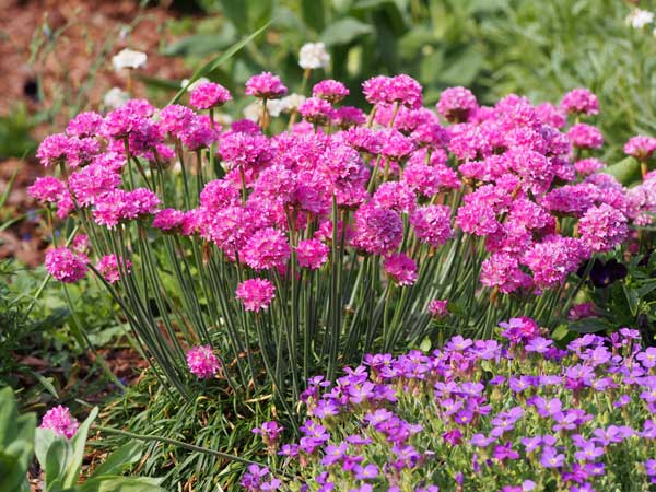 Armeria marittima - Gazon d'Espagne
