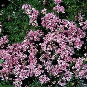 Aspérula lilaciflora - Aspérule