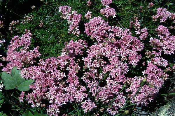 Aspérula lilaciflora - Aspérule