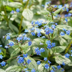 Brunnera macrophylla 'Jack Frost' - Myosotis du Caucase 'Jack Frost'
