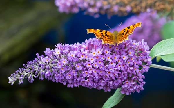 Buddleia davidii - arbre aux papillons