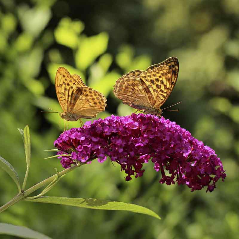 Buddleia davidii - arbre aux papillons – Image 2
