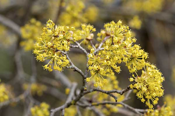 Cornus mas - Cornouiller mâle