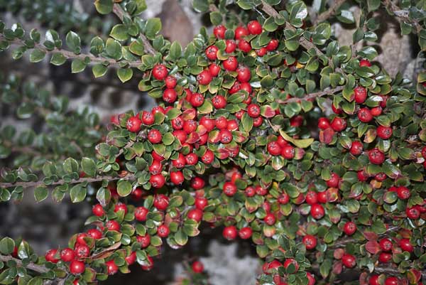 Cotoneaster horizontalis