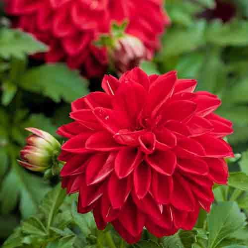 Dahlia – Image 8