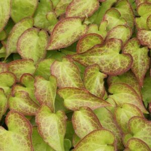 Epimedium grandiflorum - Fleur des Elfes 'Lilafee'