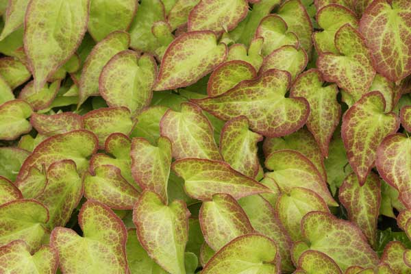 Epimedium grandiflorum - Fleur des Elfes 'Lilafee'