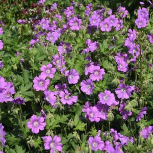 Geranium x oxonianum 'Summer Surprise' - Géranium vivace 'Summer Surprise'