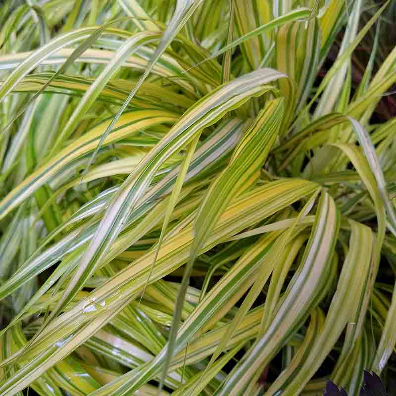 Herbe du Japon dorée – Image 3