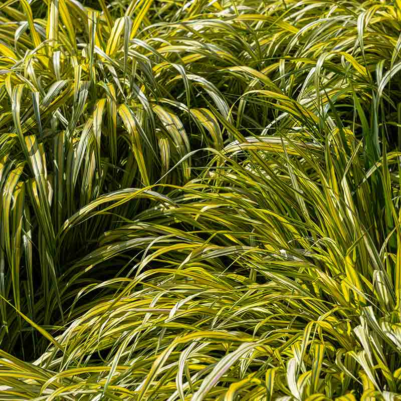 Herbe du Japon dorée – Image 2