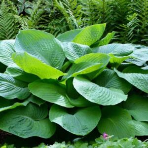 Hosta sp.
