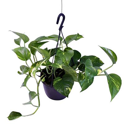 Pothos - Epipremnum aureum