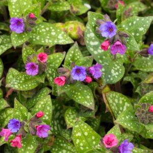 Pulmonaria Trevi Fountains - Pulmonaire 'Trevi Fountains'