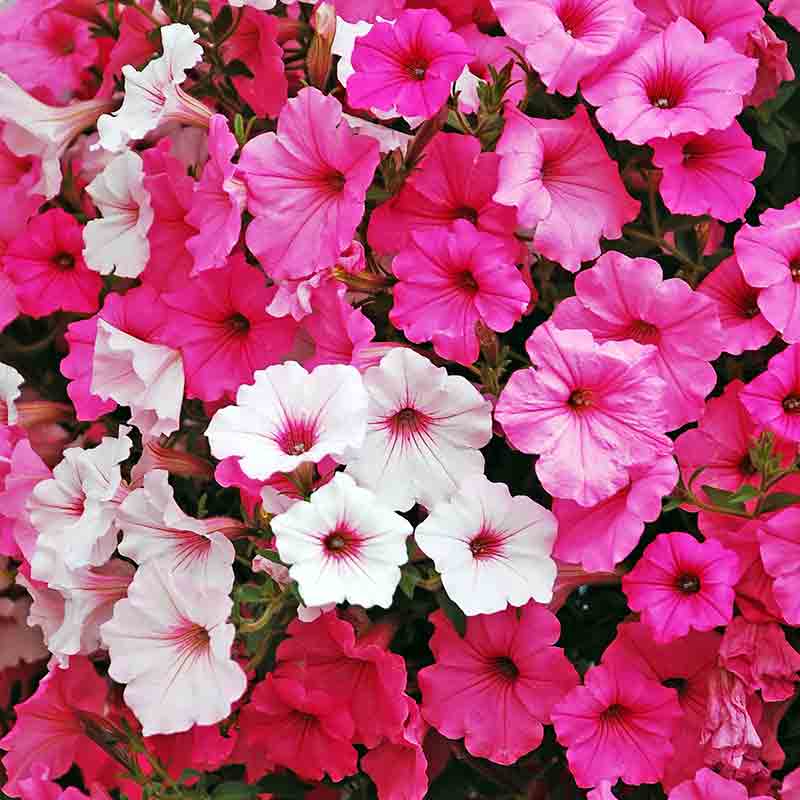 Pétunia nain à grandes fleurs