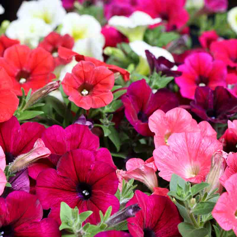 Pétunia nain à grandes fleurs – Image 3