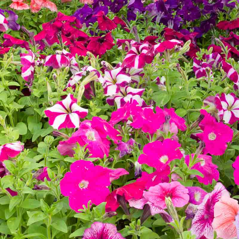 Pétunia nain à grandes fleurs – Image 2