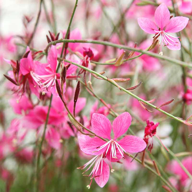 Gaura – Image 2