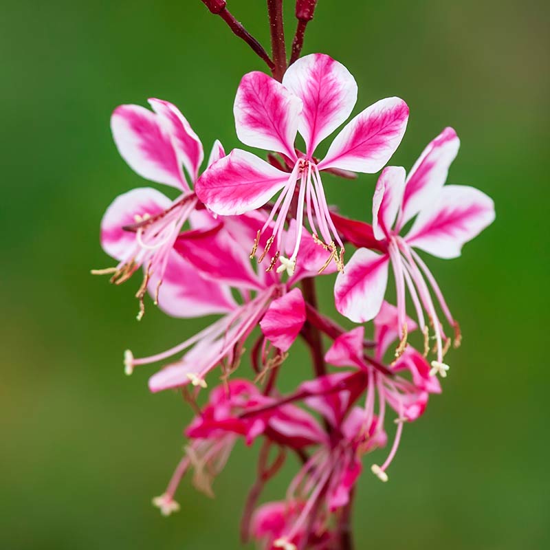 Gaura – Image 3