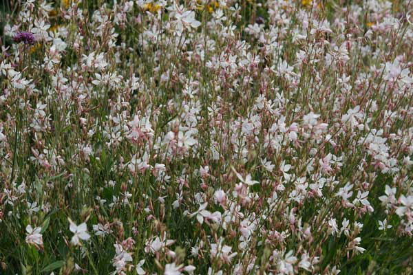 Gaura – Image 4