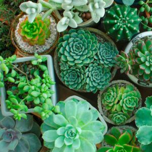 Succulentes ou plantes grasses