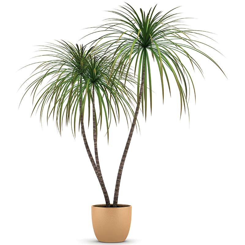 Dracaena marginata - Dragonnier de Madagascar