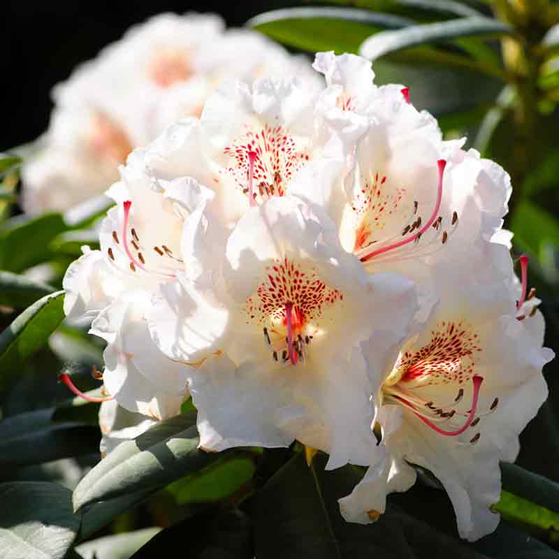 Rhododendron – Image 5