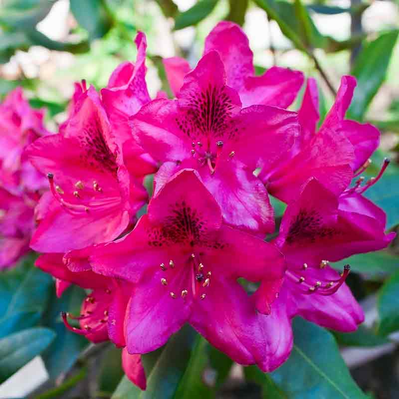 Rhododendron – Image 4